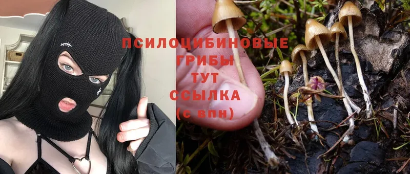 OMG зеркало  Оса  Псилоцибиновые грибы Psilocybe 